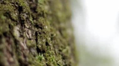 Ormandaki odunların dokusu. V kışı için ağaç hasat et.