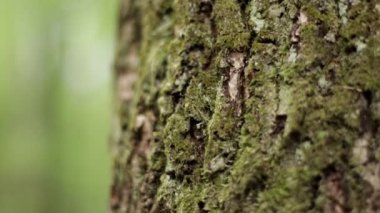 Ormandaki odunların dokusu. V kışı için ağaç hasat et.