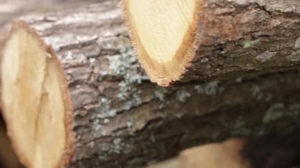 A rönkök szerkezete az erdőben. Téli betakarítási fa V — Stock videók