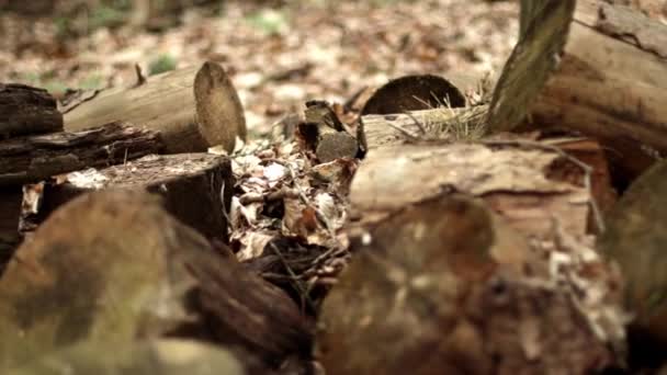 Tekstura kłód w lesie. Drzewo zbiorów na zimę V — Wideo stockowe