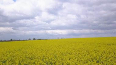 İnsansız hava aracı, Ukrayna 'nın yenilenmiş bir kilisesi ve bir mezarlığı olan çayırların üzerinde uçuyor. Sarı kanola çiçekleri gri gökyüzü ile zıtlık yaratır.