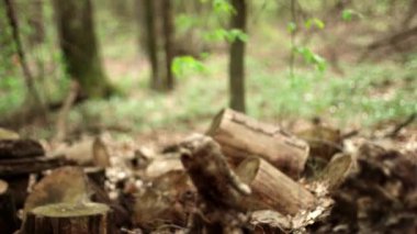 Ormandaki odunların dokusu. V kışı için ağaç hasat et.
