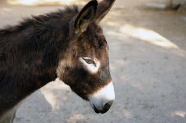 Yaz gününde küçük bir eşek. İsrail.