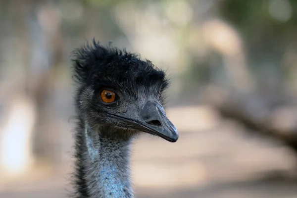 Australský Pštrosí Emu Letní Den Izrael — Stock fotografie