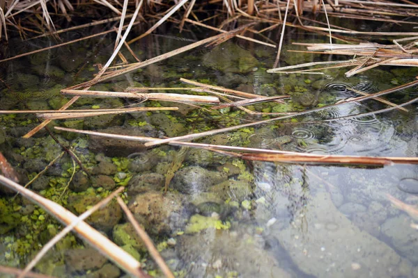 Gouttes Pluie Sur Eau Dans Les Fourrés Roseaux Jour Pluie — Photo