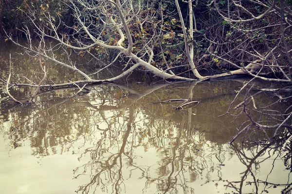 Spiegelbild Eines Baumes Der Ins Wasser Fällt Israel — Stockfoto