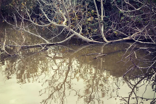 Reflet Arbre Tombant Dans Eau Israël — Photo