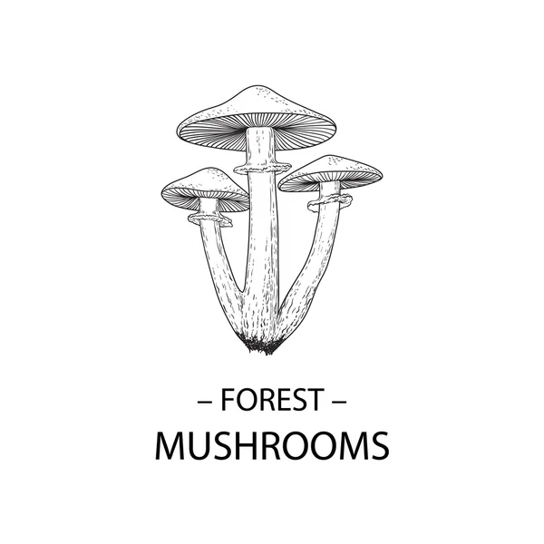 Champignons forestiers dessinés à la main — Image vectorielle