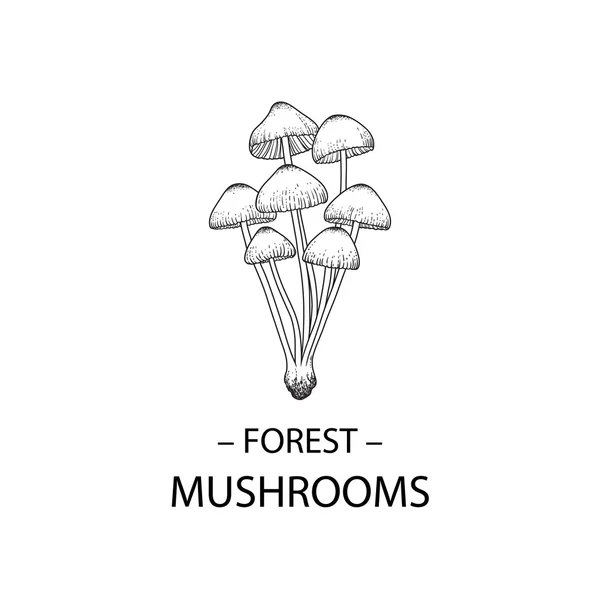 Champignons forestiers dessinés à la main — Image vectorielle