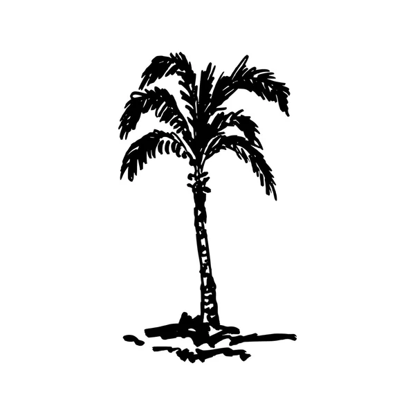 Palmera dibujada a mano — Vector de stock