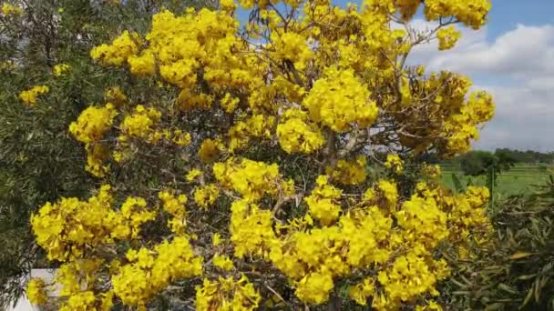 Yellow Blossom Flower Three Sky Background — Stock Video