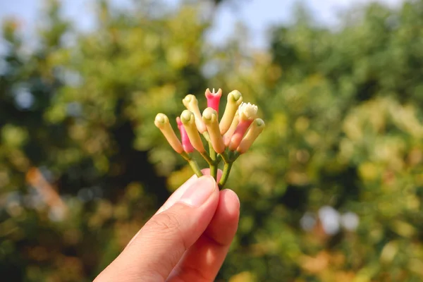 Cengkeh ya da Clove Aromaterapi Bitkilerinden biridir..