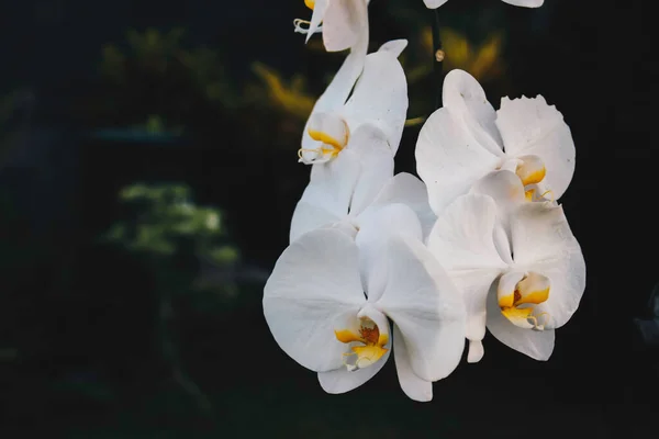 Beyaz Orkide Falaenopsis Bitkisinin Üzerinde Orkide Falezi Beyaz Yapraklar Bulunur — Stok fotoğraf