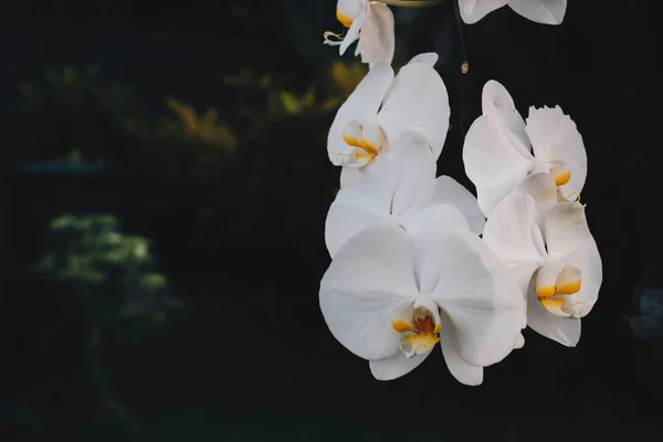 Beyaz Orkide Falaenopsis Bitkisinin Üzerinde Orkide Falezi Beyaz Yapraklar Bulunur — Stok fotoğraf