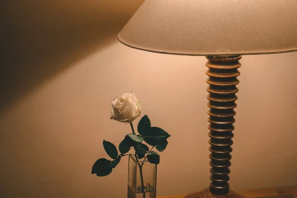 Rose Blanche Sous Lumière Lampe Dans Chambre — Photo