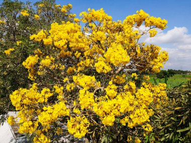 Arkaplan için taze sarı çalı