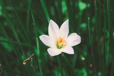 Zephyranthes Lily, Beyaz Yağmur Lily Amaryllis ailesindeki ılıman ve tropikal bitkilerin gündemidir..