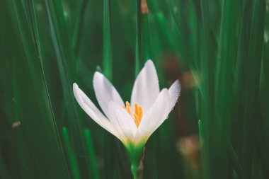 Zephyranthes Lily, Beyaz Yağmur Lily Amaryllis ailesindeki ılıman ve tropikal bitkilerin gündemidir..