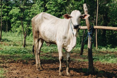 Ongole Crossbred sığırları veya Java İneği veya Beyaz İnek veya Bos Taurus Endonezya 'nın geleneksel çiftliğindeki en büyük sığırlardır. Geleneksel çiftlik hayvanı yetiştiriciliği.