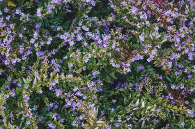 Sahte funda ya da Elf bitkisi mor çiçek açar..