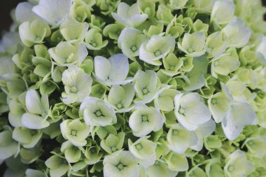 Yeşil Ortanca (Hydrangea makrophylla) veya Hortensiya çiçeği veya Fransız ortancası. Yumuşak rüya hissi için sığ alan derinliği.
