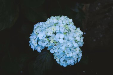 Mavi Ortanca (Hydrangea makrophylla) veya Hortensiya çiçeği veya mavi çiçek. Yumuşak rüya hissi için sığ alan derinliği.