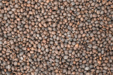 Kurutulmuş Robusta Kahve Fasulyesi Kiraz ve sera güneş enerjisi kurutma sistemi. Doğal Süreçle Kuru.