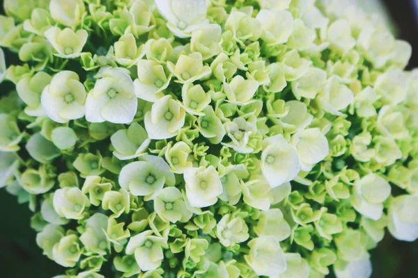 Hydrangea Verde Hydrangea Macrophylla Flor Hortensia Hortensia Francesa Profundidad Superficial —  Fotos de Stock