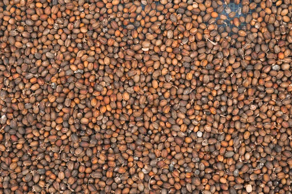 Seco Robusta Coffee Bean Cereja Com Estufa Sistema Secagem Solar — Fotografia de Stock