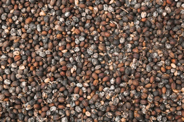 Seco Robusta Coffee Bean Cereja Com Estufa Sistema Secagem Solar — Fotografia de Stock