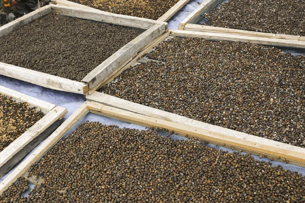Dried Robusta Coffee Bean Cherry Greenhouse Solar Drying System Dry — Stock Photo, Image