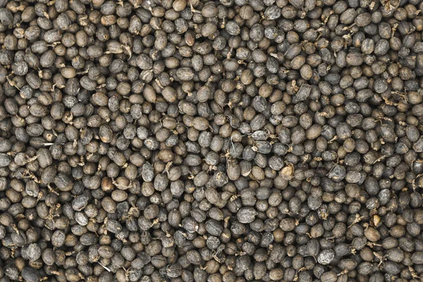 Seco Robusta Coffee Bean Cereja Com Estufa Sistema Secagem Solar — Fotografia de Stock