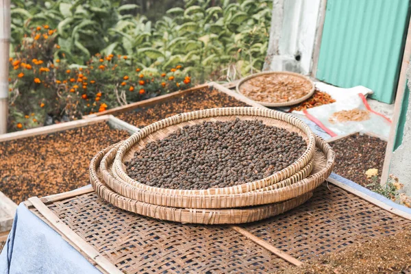 Les Grains Café Séchant Soleil Dans Panier Traditionnel Indonésie — Photo