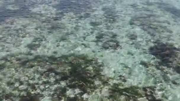 Surface Sea Beach Coral Sand Underwater Gunung Payung Beach Nusa — Stock Video