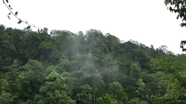 雾蒙蒙的热带雨林或热带雨林的空中景观 印度尼西亚巴厘丛林上空的飞行 — 图库视频影像
