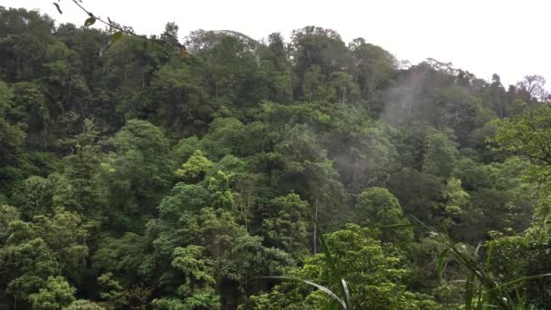 Vue Aérienne Forêt Tropicale Forêt Tropicale Brumeuse Vol Dessus Jungle — Video