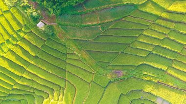 Yeşil pirinç tarlalarının havadan görünüşü. Bali, Endonezya