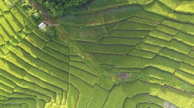 Yeşil pirinç tarlalarının havadan görünüşü. Bali, Endonezya