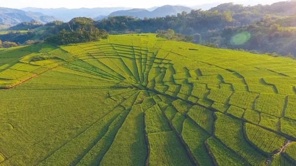 Örümcek Pirinç Tarlası Flores Endonezya Güneş Işığı Bulutların Arasından Parlıyor — Stok fotoğraf