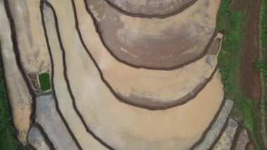 Pirinç tarlasının havadan görünüşü. Gunung Kidul Endonezya 'da pirinç tarlası yetiştiriyor. Pirinç üretimi. Tarım Konsepti