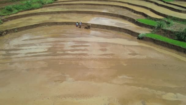 Aerial View Rice Field Farmer Cultivating Rice Field Gunung Kidul — Stock Video
