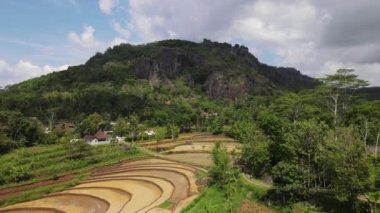 Pirinç tarlasının havadan görünüşü. Gunung Kidul Endonezya 'da pirinç tarlası yetiştiriyor. Pirinç üretimi. Tarım Konsepti