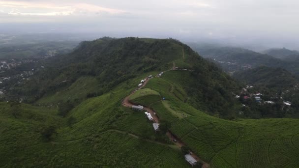 Vue Aérienne Plantation Thé Kemuning Indonésie Avec Fond Montagne Lawu — Video