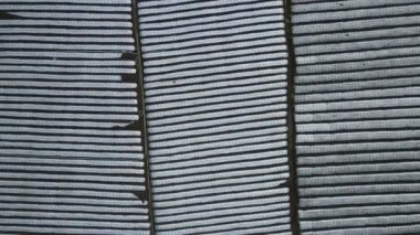 Çiftlik tarlasında beyaz zincirler. Kolordu ve bitkiler için koruyucu kaplama. Spunbond agrofiber satır kapakları ve tünelleri. 