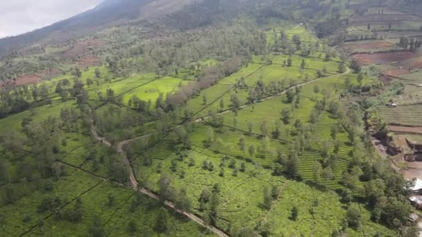 Luchtfoto Van Berg Met Groen Landschap Sindoro Vulkaan — Stockvideo