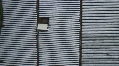 Çiftlik tarlasında beyaz zincirler. Kolordu ve bitkiler için koruyucu kaplama. Spunbond agrofiber satır kapakları ve tünelleri. 