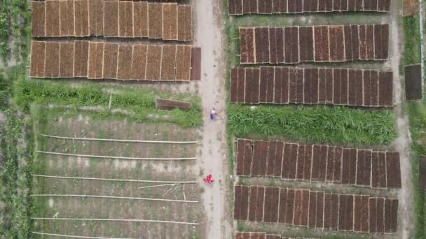 Flygfoto Traditionella Torkade Tobaksblad Solen Indonesien — Stockvideo