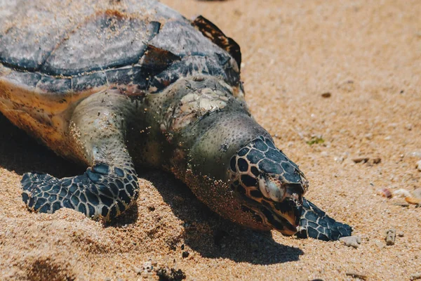 Dead sea turtle body on sand beach