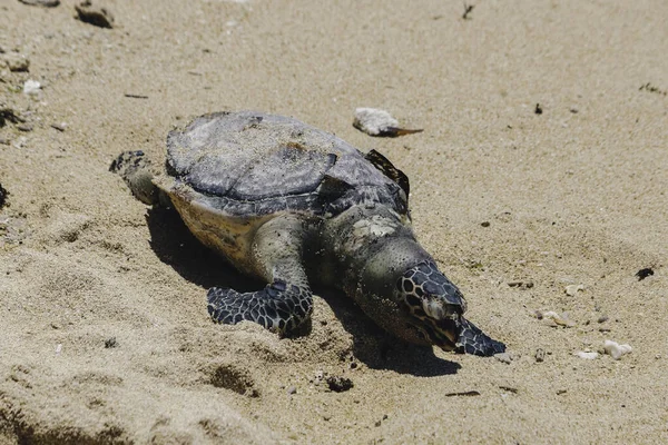 Dead sea turtle body on sand beach