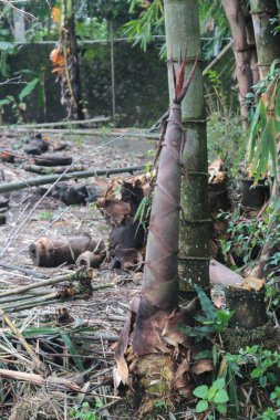 Bambu filizi ya da bambu filizi topraktan çıkar ve büyür.